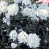 Dwergrhododendron (Rhododendron 'Porzellan')