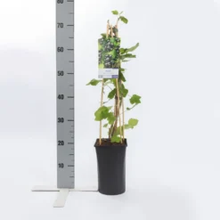Zwarte Bes (Ribes Nigrum 'Ben Nevis') 7 Zwarte Bes (Ribes Nigrum 'Ben Nevis') -Exporteren Tuin Sprank Winkel ribes nigrum ben nevis