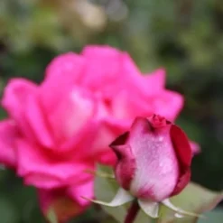 Grootbloemige Roos (Rosa 'Acapella') 5 Grootbloemige Roos (Rosa 'Acapella') -Exporteren Tuin Sprank Winkel rosa acapella 2