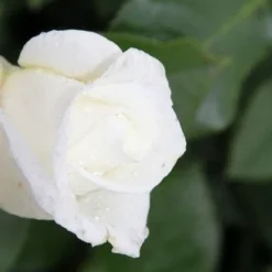 Grootbloemige Roos (Rosa 'Annapurna')