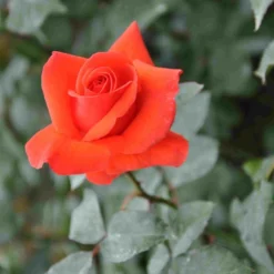 Klimroos (Rosa 'Bionda')