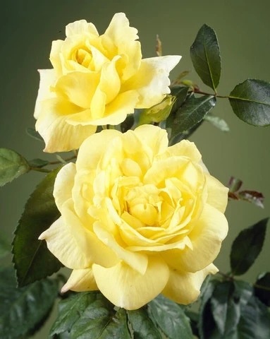 Klimroos (Rosa 'Climbing Chinatown') 1 Klimroos (Rosa 'Climbing Chinatown')