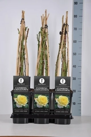 Klimroos (Rosa 'Climbing Chinatown') 3 Klimroos (Rosa 'Climbing Chinatown') - Afbeelding 3