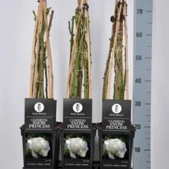 Nieuwe Producten -Exporteren Tuin Sprank Winkel rosa climbing snow princess in de winter c3