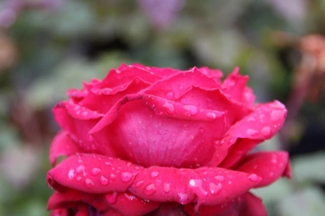 Grootbloemige Roos (Rosa 'Duftfestival') 2 Grootbloemige Roos (Rosa 'Duftfestival') - Afbeelding 2