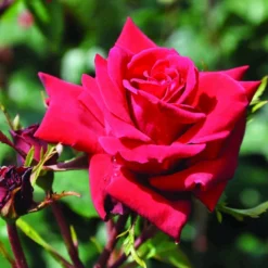 Klimroos (Rosa 'Mazurika')