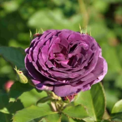 Trosroos (Rosa 'Minerva')