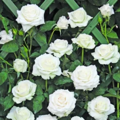 Klimroos (Rosa 'Monna Lisa')