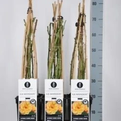 Klimroos (Rosa 'Moonlight')