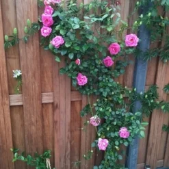 Nieuwe Producten -Exporteren Tuin Sprank Winkel rosa parfum royal 1