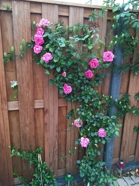 Klimroos (Rosa 'Parfum Royal') 2 Klimroos (Rosa 'Parfum Royal') - Afbeelding 2