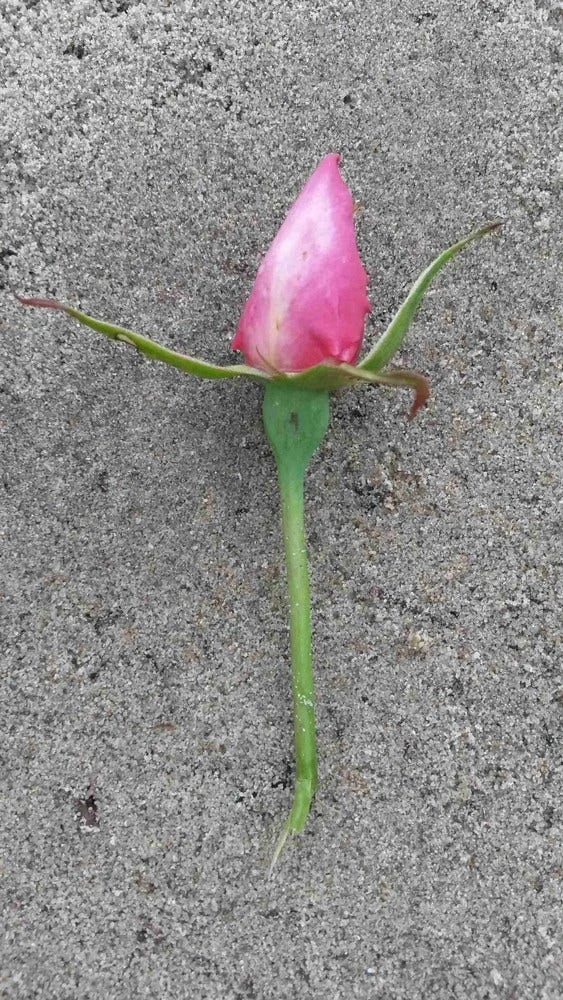 Klimroos (Rosa 'Pink Cloud') 3 Klimroos (Rosa 'Pink Cloud') - Afbeelding 3