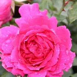 Klimroos (Rosa 'Pink Cloud') 13 Klimroos (Rosa 'Pink Cloud') -Exporteren Tuin Sprank Winkel rosa pink cloud 2 1