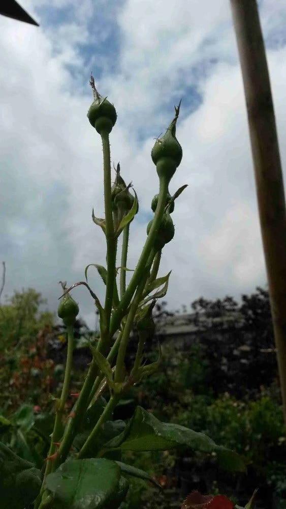 Klimroos (Rosa 'Pink Cloud') 2 Klimroos (Rosa 'Pink Cloud') - Afbeelding 2