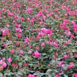 Klimroos (Rosa 'Pink Cloud') 12 Klimroos (Rosa 'Pink Cloud') -Exporteren Tuin Sprank Winkel rosa pink cloud 3 1