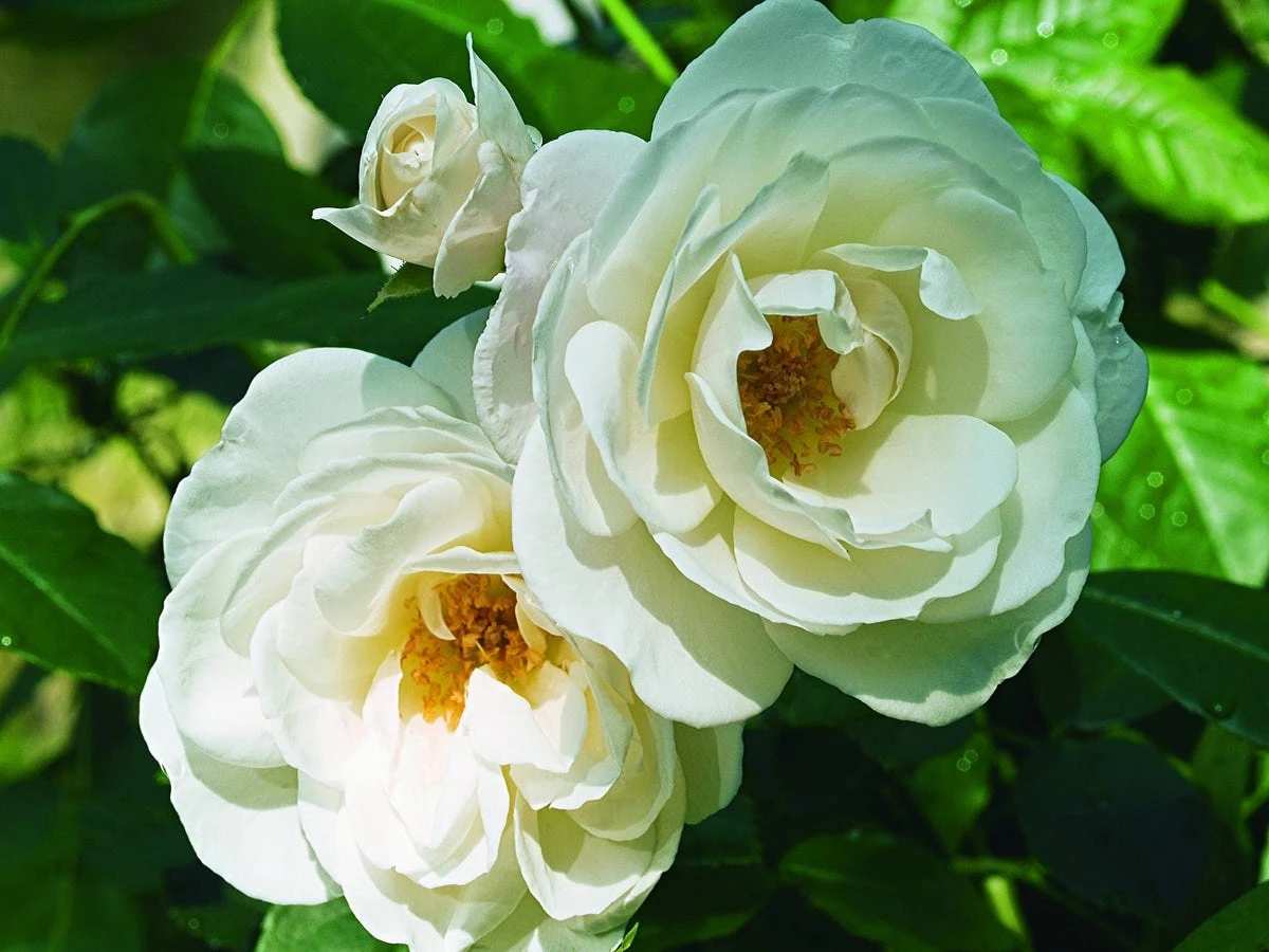 Roos (Rosa 'Schneewittchen') 1 Roos (Rosa 'Schneewittchen')