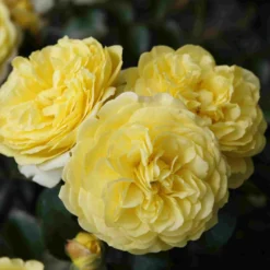 Bodembedekkende Roos (Rosa 'Solero')
