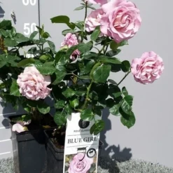 Grootbloemige Roos (Rosa 'Blue Girl') 8 Grootbloemige Roos (Rosa 'Blue Girl') -Exporteren Tuin Sprank Winkel rosabluegirl04