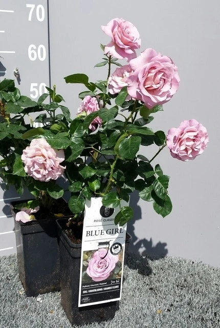 Grootbloemige Roos (Rosa 'Blue Girl') 4 Grootbloemige Roos (Rosa 'Blue Girl') - Afbeelding 4