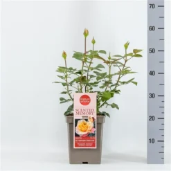 Roos (Rosa 'Scented Memory')