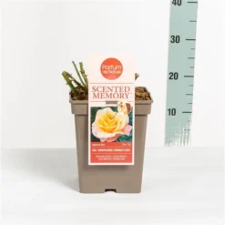 Roos (Rosa 'Scented Memory') -Exporteren Tuin Sprank Winkel rosascentedmemory03 1