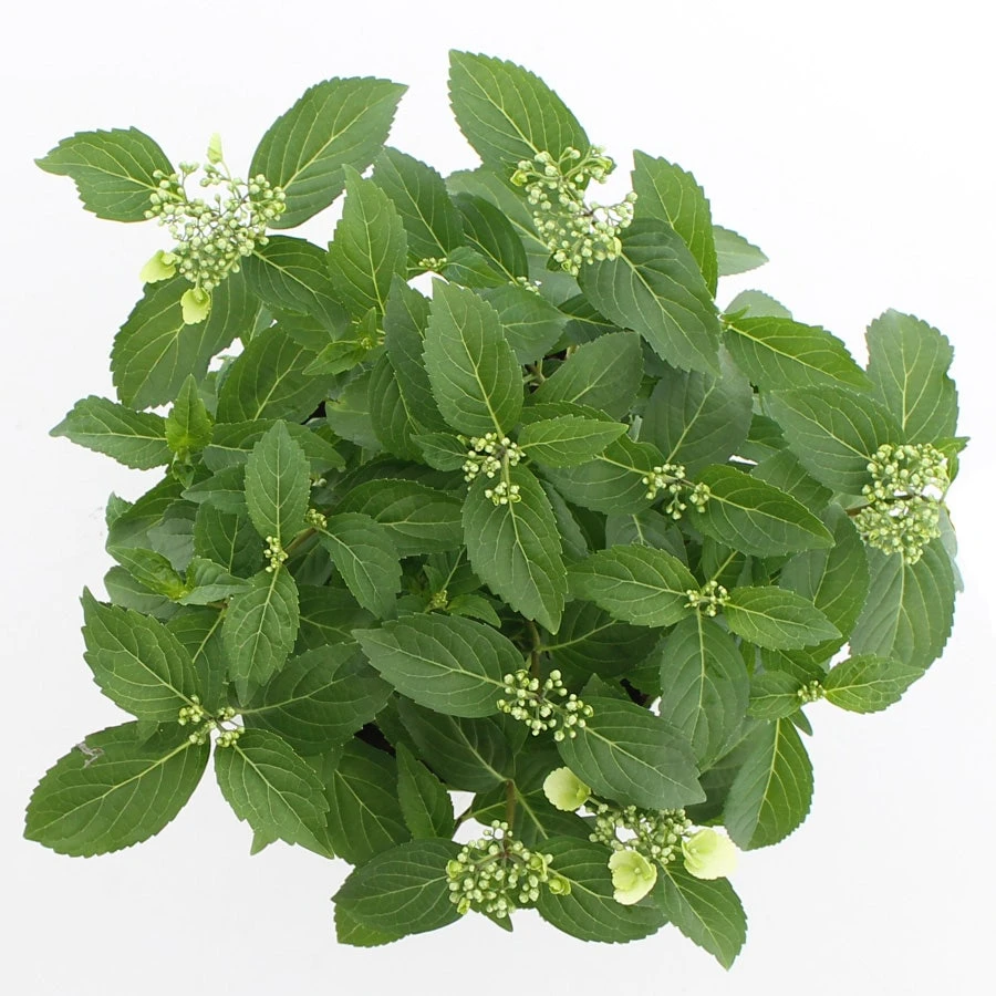 Hortensia (Hydrangea Hybr. 'Runaway Bride') 2 Hortensia (Hydrangea Hybr. 'Runaway Bride') - Afbeelding 2