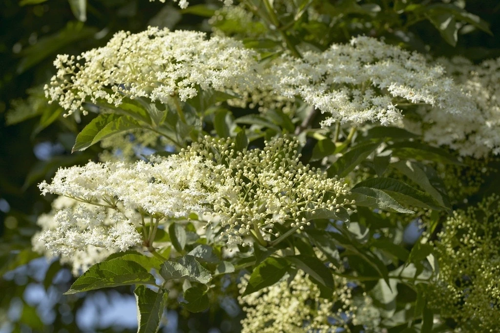 Vlier (Sambucus Nigra) 1 Vlier (Sambucus Nigra)