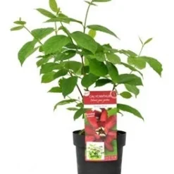 Specerijstruik (Sinocalycanthus Chinensis 'Hartlage Wine')