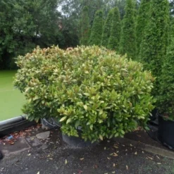 Skimmia (Skimmia Japonica 'Rubella') 5 Skimmia (Skimmia Japonica 'Rubella') -Exporteren Tuin Sprank Winkel skimmia japonica rubella doorsnede 180 200 aanlegkwaliteit