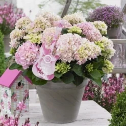Hortensia Soft Pink Salsa (Hydrangea 'Music Collection')
