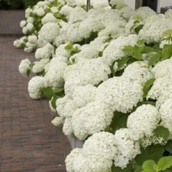 Hortensia (Hydrangea 'Strong Annabelle')