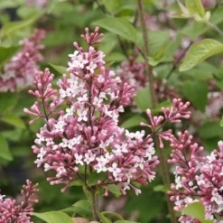 Sering (Syringa Microphylla 'Superba') -Exporteren Tuin Sprank Winkel superba micr 1