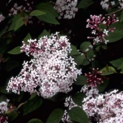 Sering (Syringa Microphylla 'Superba') -Exporteren Tuin Sprank Winkel symsuper 10 1