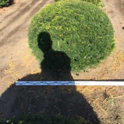 Grote Taxusbol (Taxus Baccata) -Exporteren Tuin Sprank Winkel taxus baccata 140 cm platte bol drkl 1