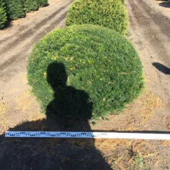 Grote Taxusbol (Taxus Baccata) -Exporteren Tuin Sprank Winkel taxus baccata 140 cm platte bol drkl 2
