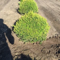 Grote Taxusbol (Taxus Baccata) -Exporteren Tuin Sprank Winkel taxus baccata 60 cm platte bol drkl 2