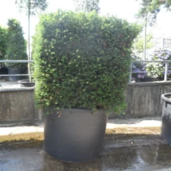Nieuwe Producten -Exporteren Tuin Sprank Winkel taxus baccata kubus 160 180 c750