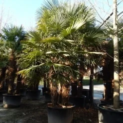 Winterharde Palm Meerstammig (Trachycarpus Fortunei) 11 Winterharde Palm Meerstammig (Trachycarpus Fortunei) -Exporteren Tuin Sprank Winkel trachycarpus fortunei 3 stammig
