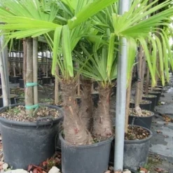 Winterharde Palm Meerstammig (Trachycarpus Fortunei) 15 Winterharde Palm Meerstammig (Trachycarpus Fortunei) -Exporteren Tuin Sprank Winkel trachycarpus fortunei multistam