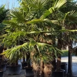 Winterharde Palm Meerstammig (Trachycarpus Fortunei) 14 Winterharde Palm Meerstammig (Trachycarpus Fortunei) -Exporteren Tuin Sprank Winkel trachycarpus meerstammig