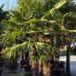 Winterharde Palm Meerstammig (Trachycarpus Fortunei) 13 Winterharde Palm Meerstammig (Trachycarpus Fortunei) -Exporteren Tuin Sprank Winkel trachycarpus meerstammig 2