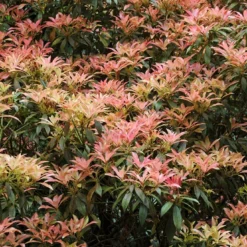 Nieuwe Producten 17 Rotsheide (Pieris Japonica)
