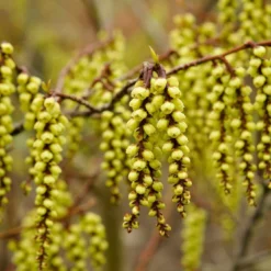 Nieuwe Producten 15 Staartaar (Stachyurus Praecox)