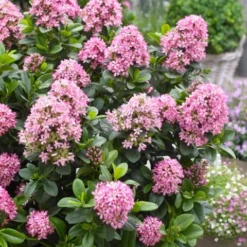 Exporteren Tuin Sprank Winkel 9 Escallonia (Escallonia 'Pink Elle')