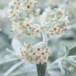 Nieuwe Producten 17 Vlinderstruik (Buddleja 'Silver Anniversary')