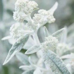 Nieuwe Producten -Exporteren Tuin Sprank Winkel visi185932