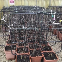 Witte Druif Als Leivorm (Vitis Vinifera 'Suzi')