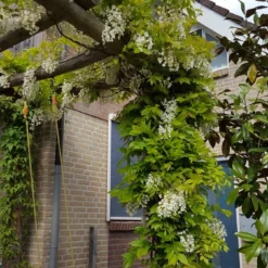 Japanse Blauwe Regen, Wit (Wisteria Floribunda 'Alba') 11 Japanse Blauwe Regen, Wit (Wisteria Floribunda 'Alba') -Exporteren Tuin Sprank Winkel wisteria f. long. alba