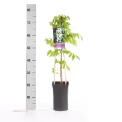 Japanse Blauwe Regen, Wit (Wisteria Floribunda 'Alba') 9 Japanse Blauwe Regen, Wit (Wisteria Floribunda 'Alba') -Exporteren Tuin Sprank Winkel wisteria floribunda alba