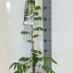 Japanse Blauwe Regen, Wit (Wisteria Floribunda 'Alba') 13 Japanse Blauwe Regen, Wit (Wisteria Floribunda 'Alba') -Exporteren Tuin Sprank Winkel wisteria sin. alba 80 100 c2